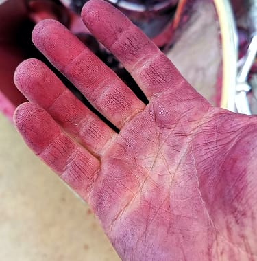 Ruka obojana sokom grožđa tijekom vinifikacije