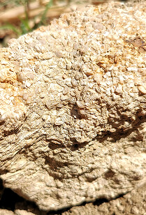 Tekstura flišnog tla