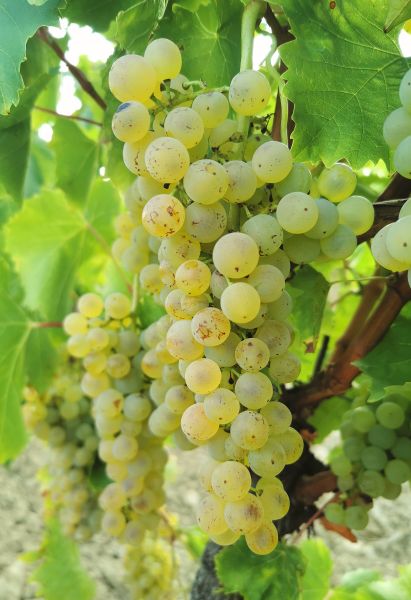 Fliš - karakteristično tlo istarskih vinograda