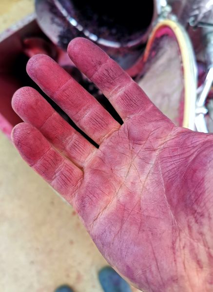 Ruka obojana sokom grožđa tijekom vinifikacije